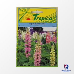 Lupine Mixed Russells