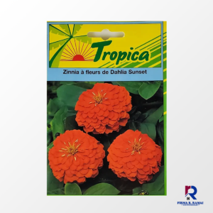 Zinnia a fleurs de Dahlia Sunset